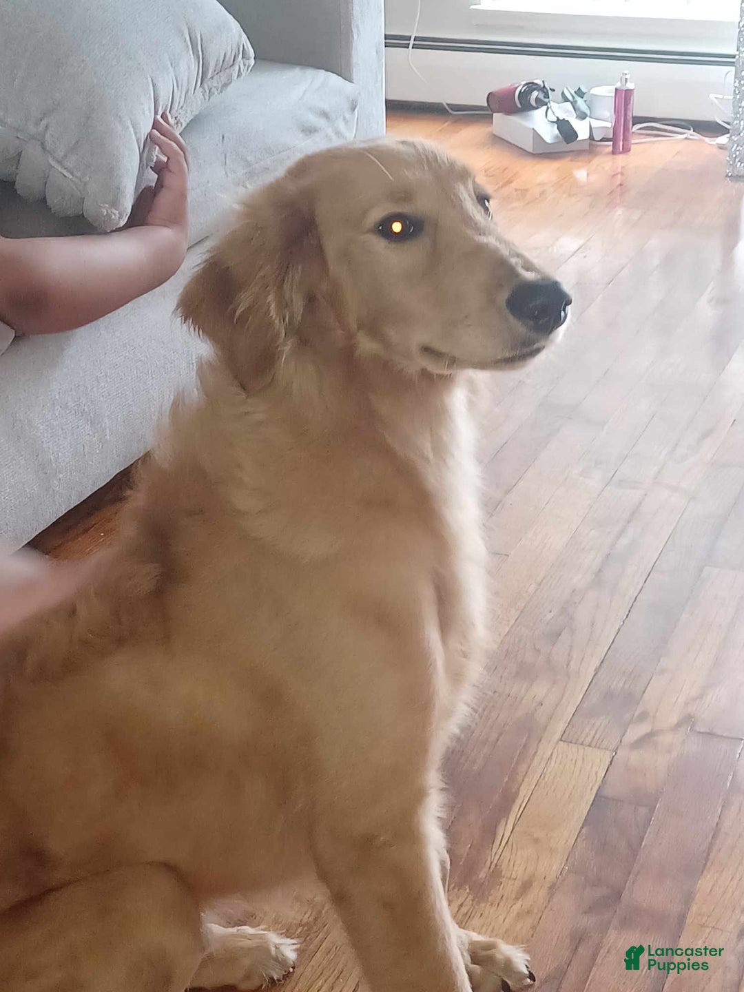 Gallery Image {{count}}