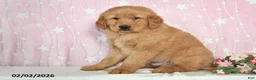 Golden Retriever dogs for sale: Canyon - Ad 4