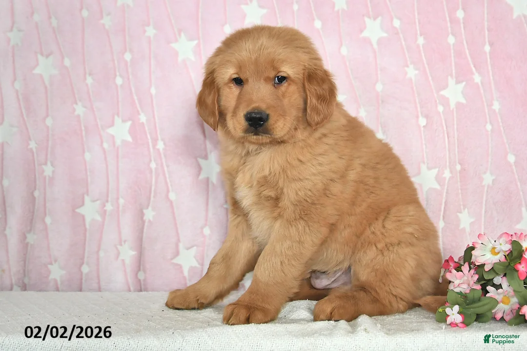 Golden Retriever dogs for sale: Canyon - Ad 4