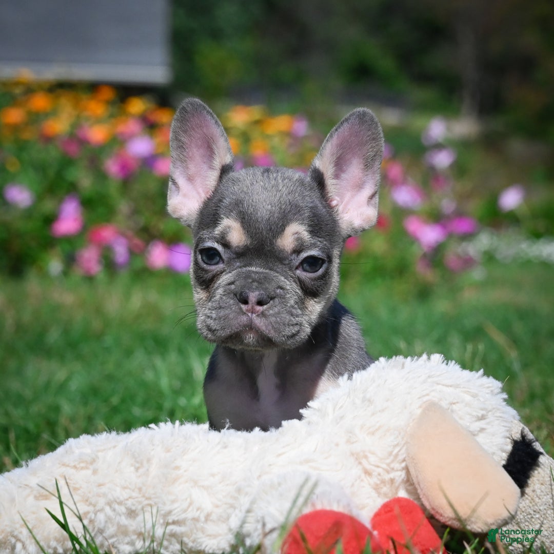 French Bulldog dogs for sale: Coco - Ad 8