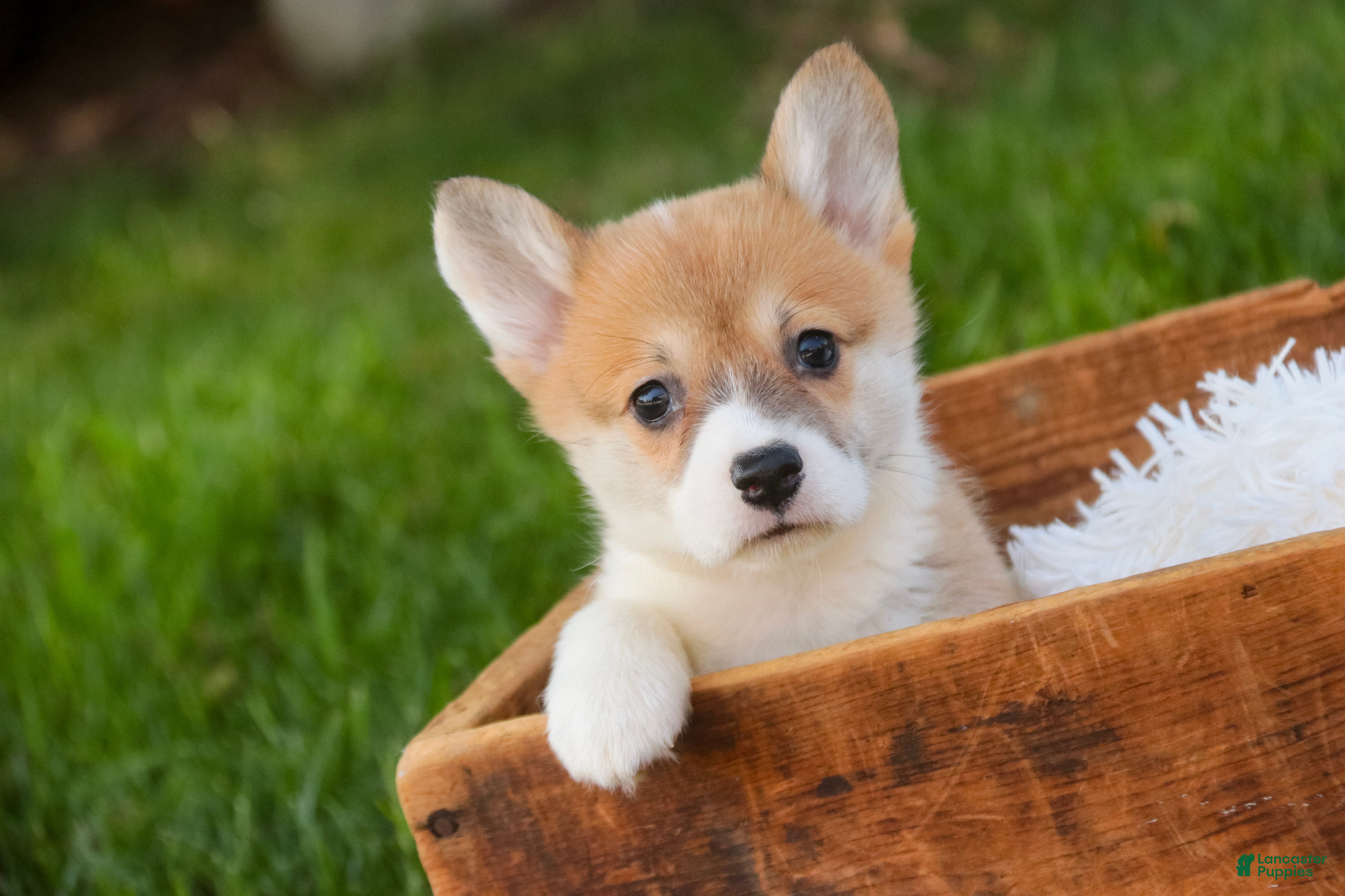 Welsh Corgi Pembroke dogs Miriam Welsh Corgi Pembroke - Ad 1