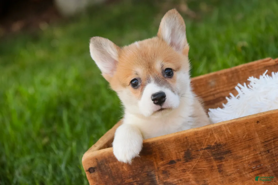 Welsh Corgi Pembroke dogs for sale: Miriam Welsh Corgi Pembroke - Ad 1