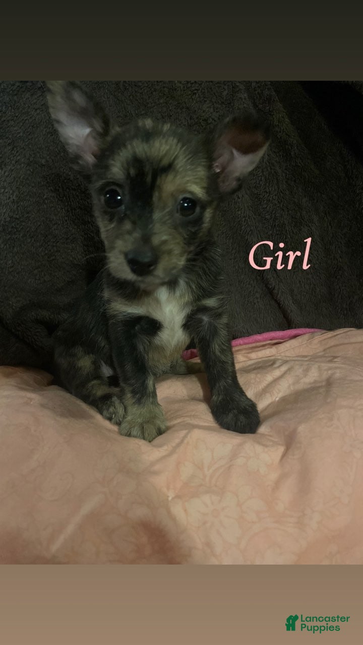 Mixed Breed dogs Mixed Breed 1 - Ad 2