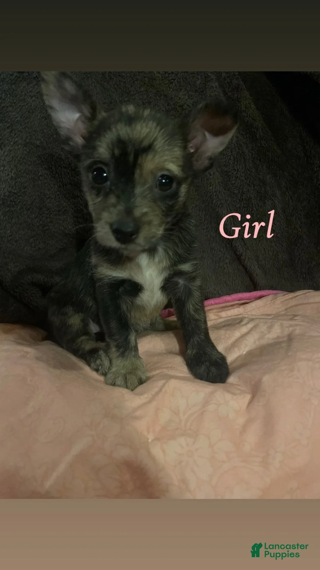 Mixed Breed dogs for sale: Mixed Breed 1 - Ad 1