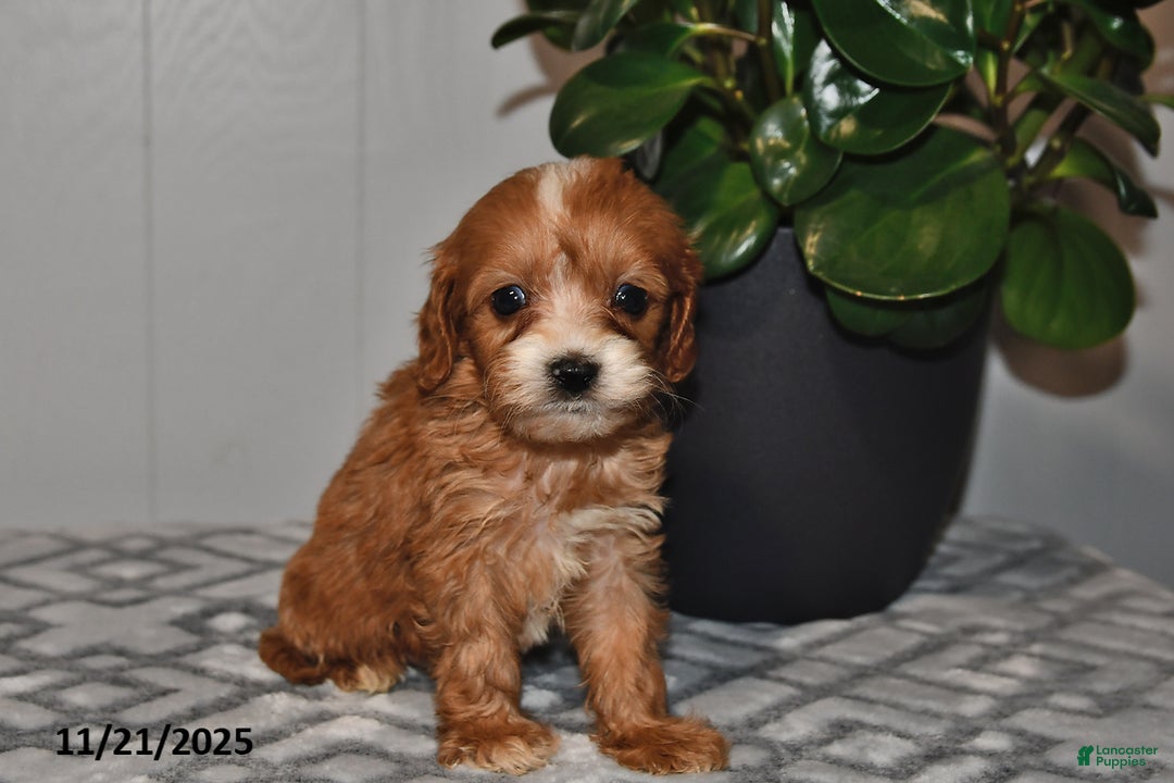 Cavapoo dogs for sale: Ollie - Ad 3
