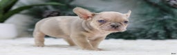 French Bulldog dogs for sale: Fargo - Ad 2
