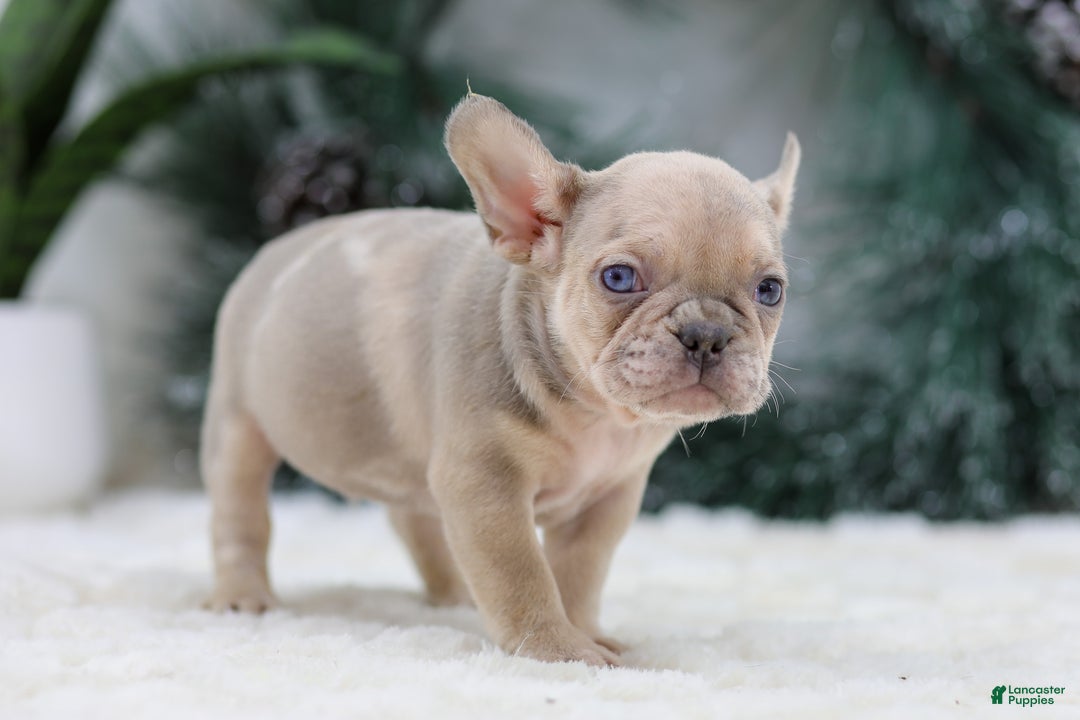 French Bulldog dogs for sale: Fargo - Ad 2