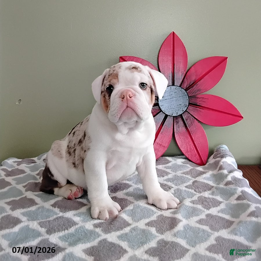 English Bulldog dogs Axel - Ad 2