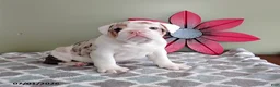 English Bulldog dogs for sale: Axel - Ad 2