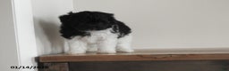 Pomapoo dogs for sale: Kasper - Ad 3