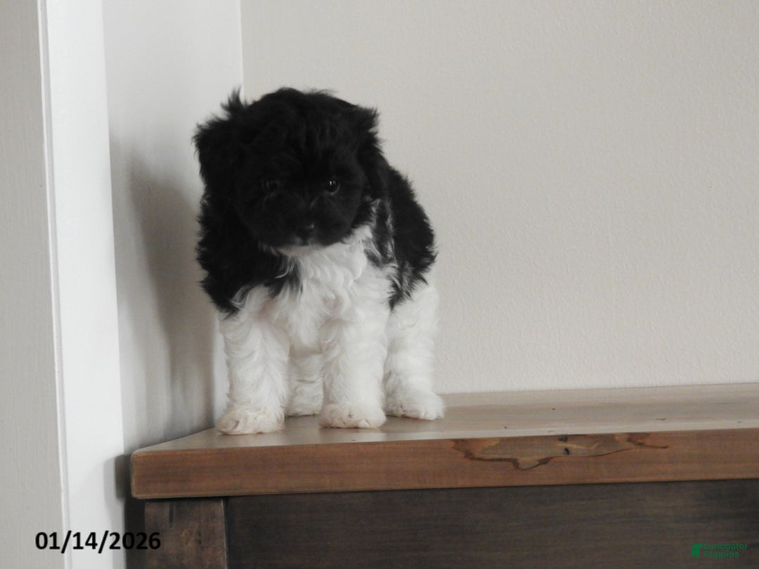 Pomapoo dogs for sale: Kasper - Ad 3