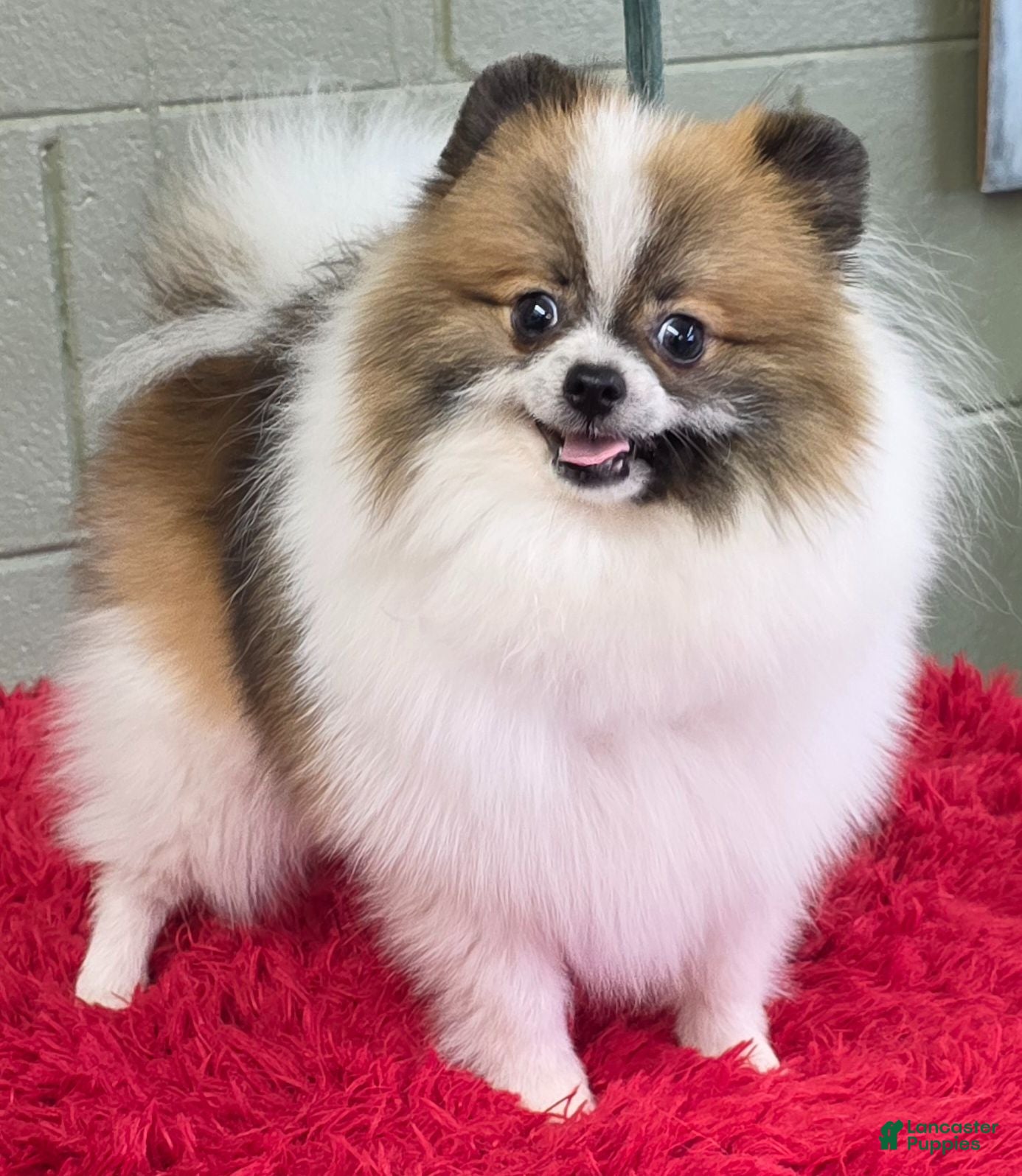 Pomeranian dogs Bits - Ad 5