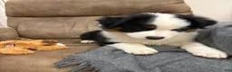 Australian Shepherd dogs for sale: Bandit - Ad 2