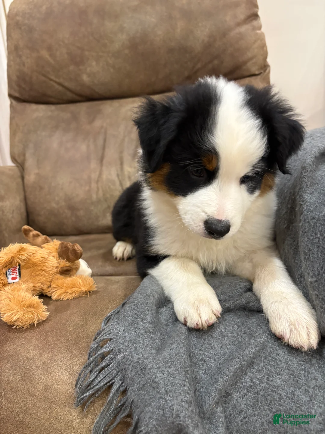 Australian Shepherd dogs for sale: Bandit - Ad 2