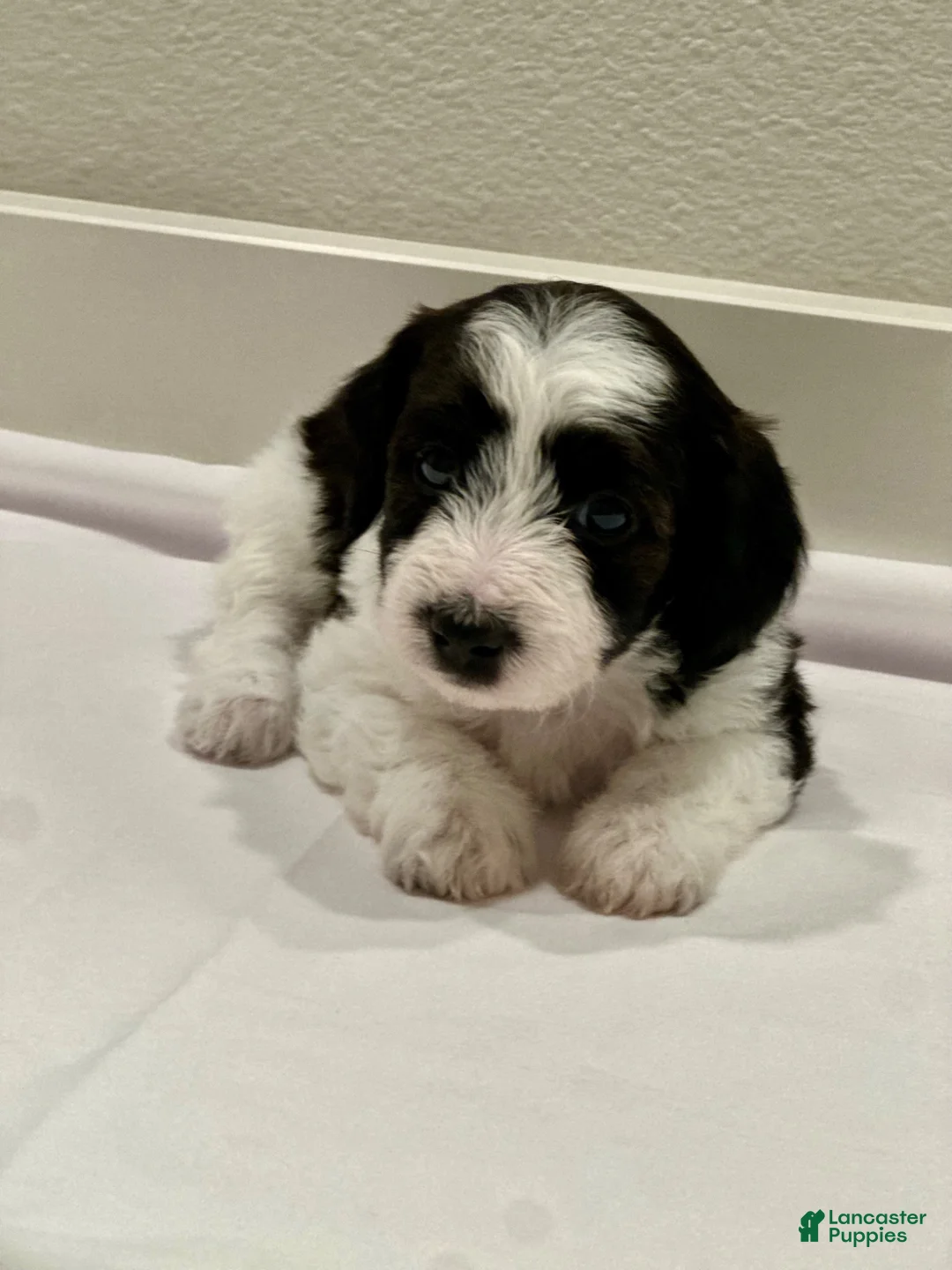 Mixed Breed dogs for sale: Mixed Breed 3 - Ad 1