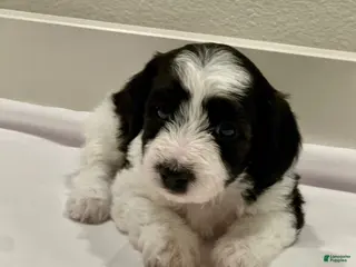 Mixed Breed dogs Mixed Breed 3 - Ad 21