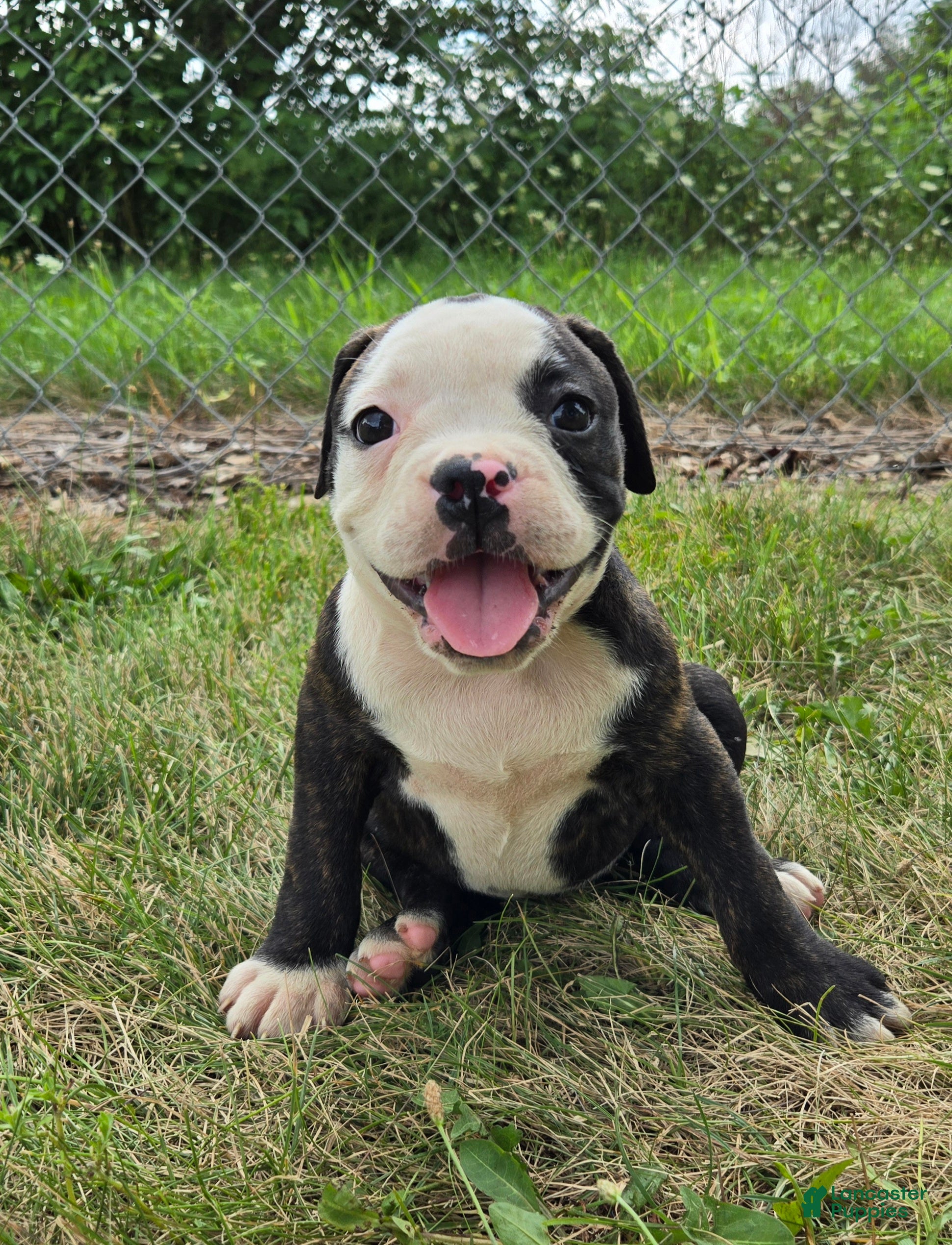 Olde English Bulldogge dogs Alice - Ad 1