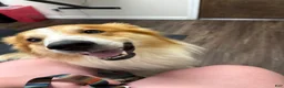 English Shepherd dogs for stud: Buck  - Ad 3