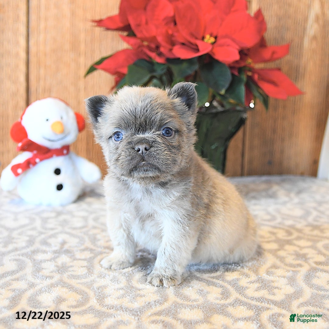 French Bulldog dogs for sale: Trigger - Ad 2