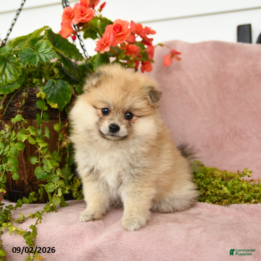 Pomeranian dogs Sandi - Ad 1