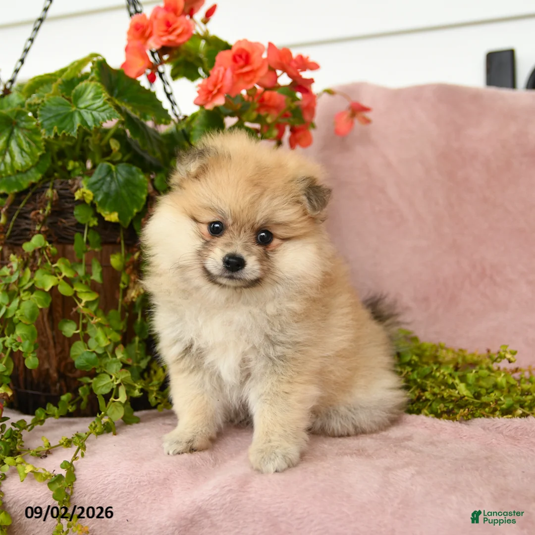 Pomeranian dogs for sale: Sandi - Ad 1