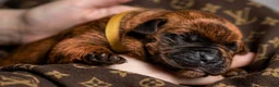 Cane Corso dogs for sale: Midnight Groove’s Next Life Time - Ad 3