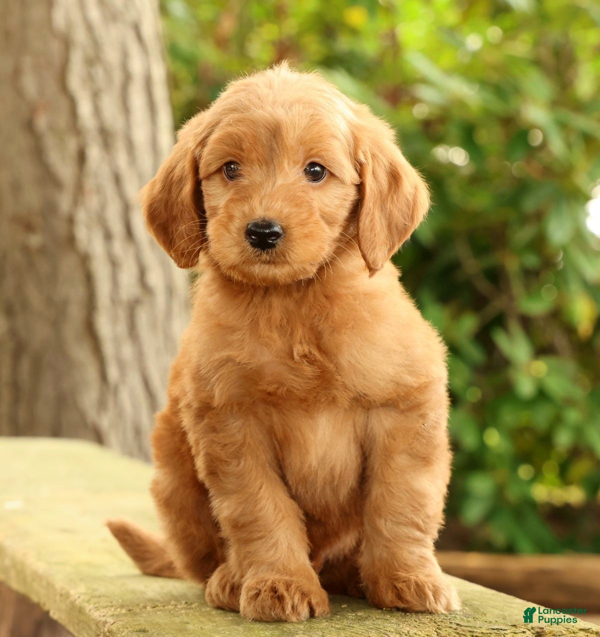 Mini Goldendoodle dogs Mark - Ad 1