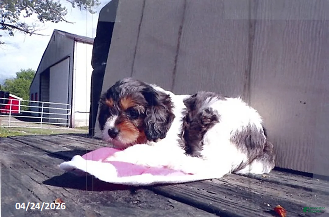 Cavapoo dogs for sale: Dudley - Ad 1