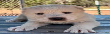 Nuker