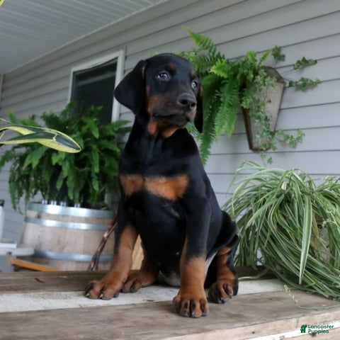 Doberman Pinscher dogs Waverly - Ad 2