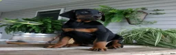 Doberman Pinscher dogs for sale: Waverly - Ad 2