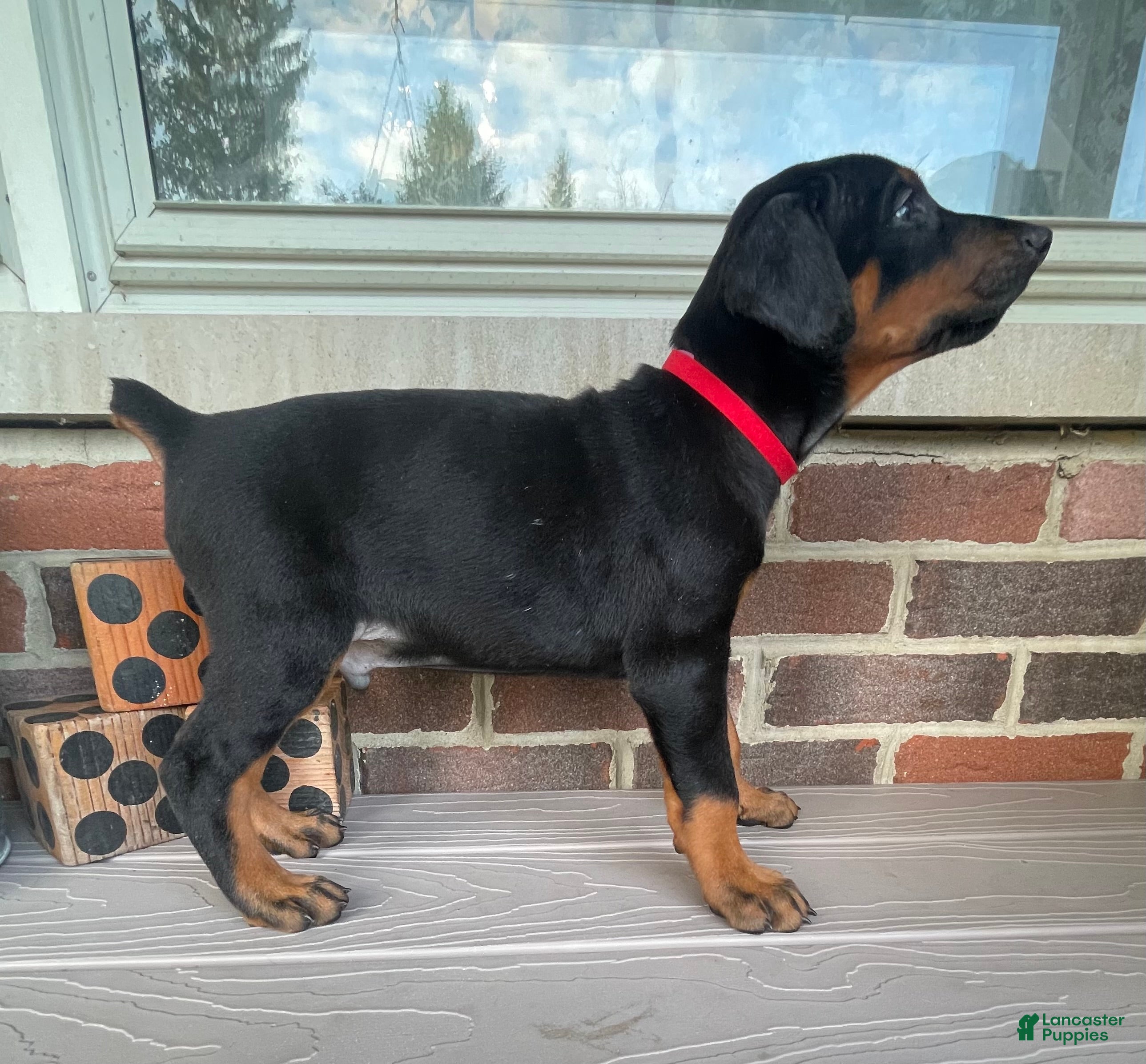 Doberman Pinscher dogs Havoc - Ad 1