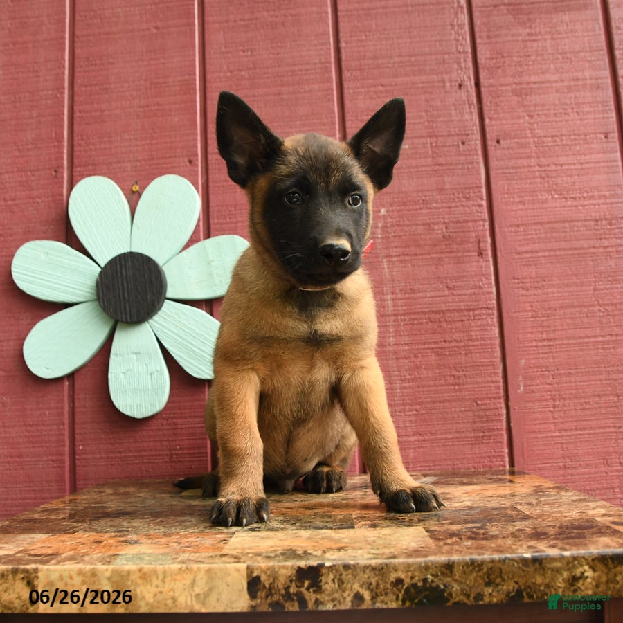 Belgian Malinois dogs Pilot - Ad 1