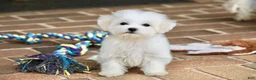 Teddy Bear dogs for sale: Savannah - Ad 7