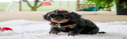 Mini Goldendoodle dogs for sale: Pumpkin - Ad 11