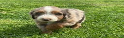 Mixed Breed dogs for sale: Australian Mountain Doodle Mr. Zuckerman - Ad 4