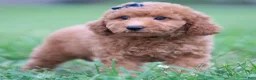 Mini Goldendoodle dogs for sale: Fitz - Ad 2