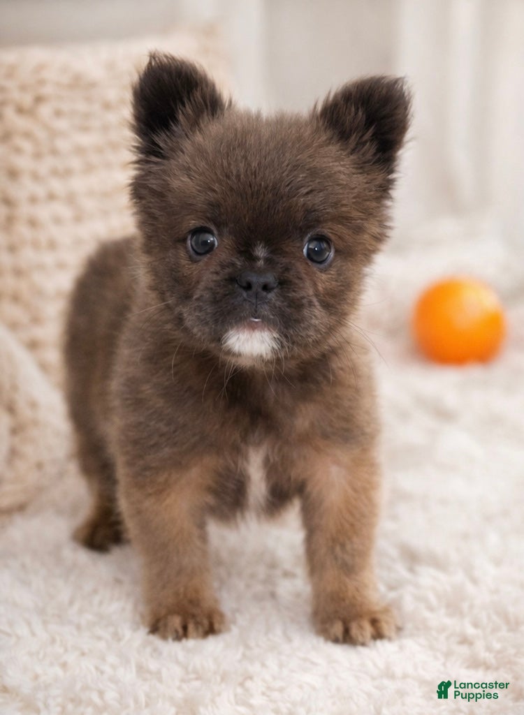 French Bulldog dogs FATBOY - Ad 2