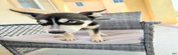 Pitsky dogs for sale: Pitsky 4 - Ad 2
