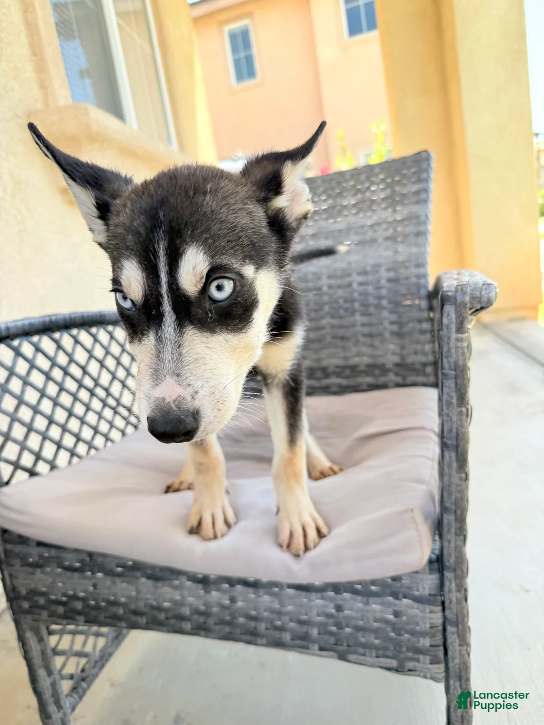 Pitsky dogs for sale: Pitsky 4 - Ad 2