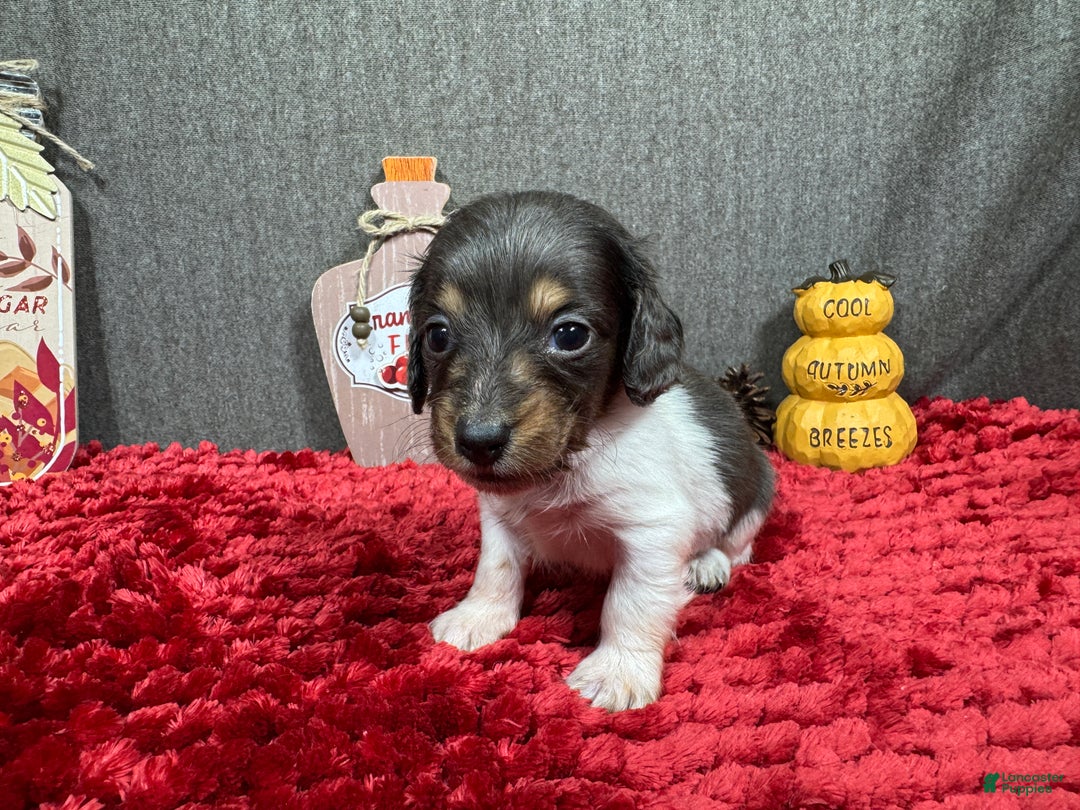 Miniature Dachshund dogs for sale: Miniature Dachshund Puppy 3 - Ad 5