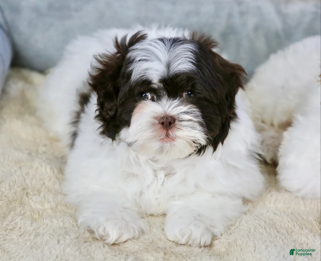 Shihpoo dogs for sale: Briglee - Ad 3