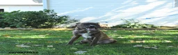 Mixed Breed dogs for sale: Pepper - Ad 1