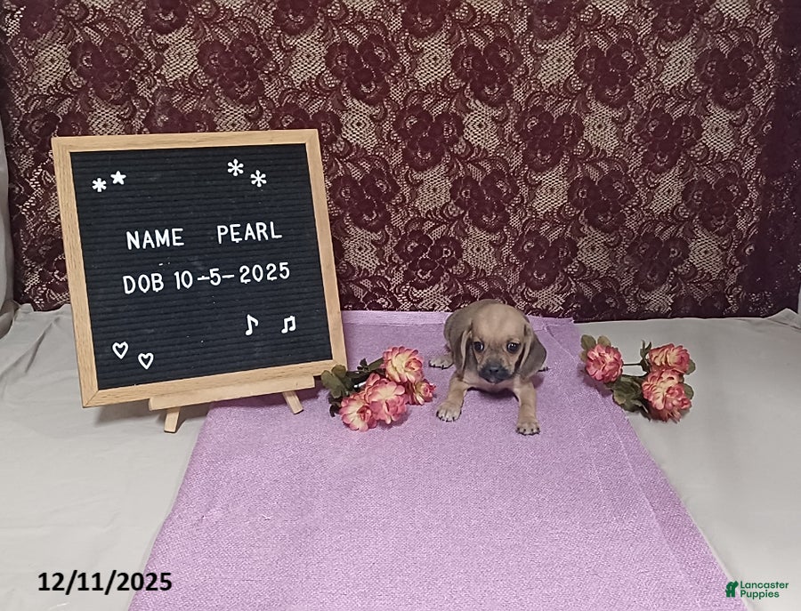 Puggle dogs Pearl - Ad 10