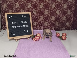 Puggle dogs Pearl - Ad 1