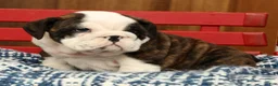 English Bulldog dogs for sale: Aurelia - Ad 6