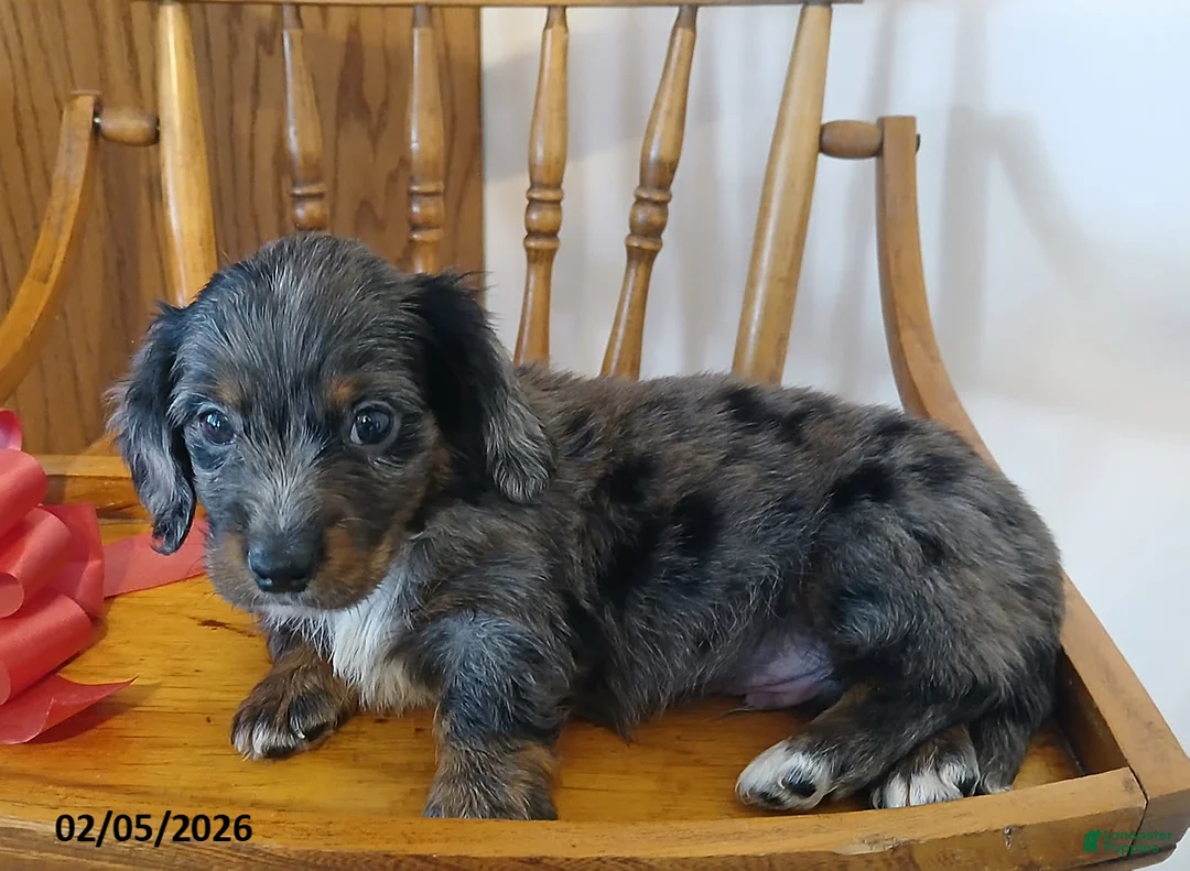 Miniature Dachshund dogs for sale: Valentino - Ad 4