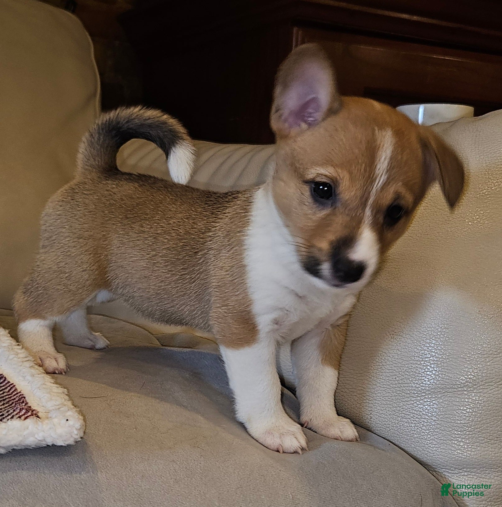 Mixed Breed dogs Lioni - Ad 1