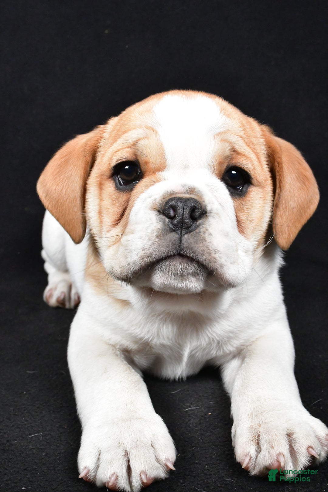 Mixed Breed dogs for sale: Diesel - Ad 5