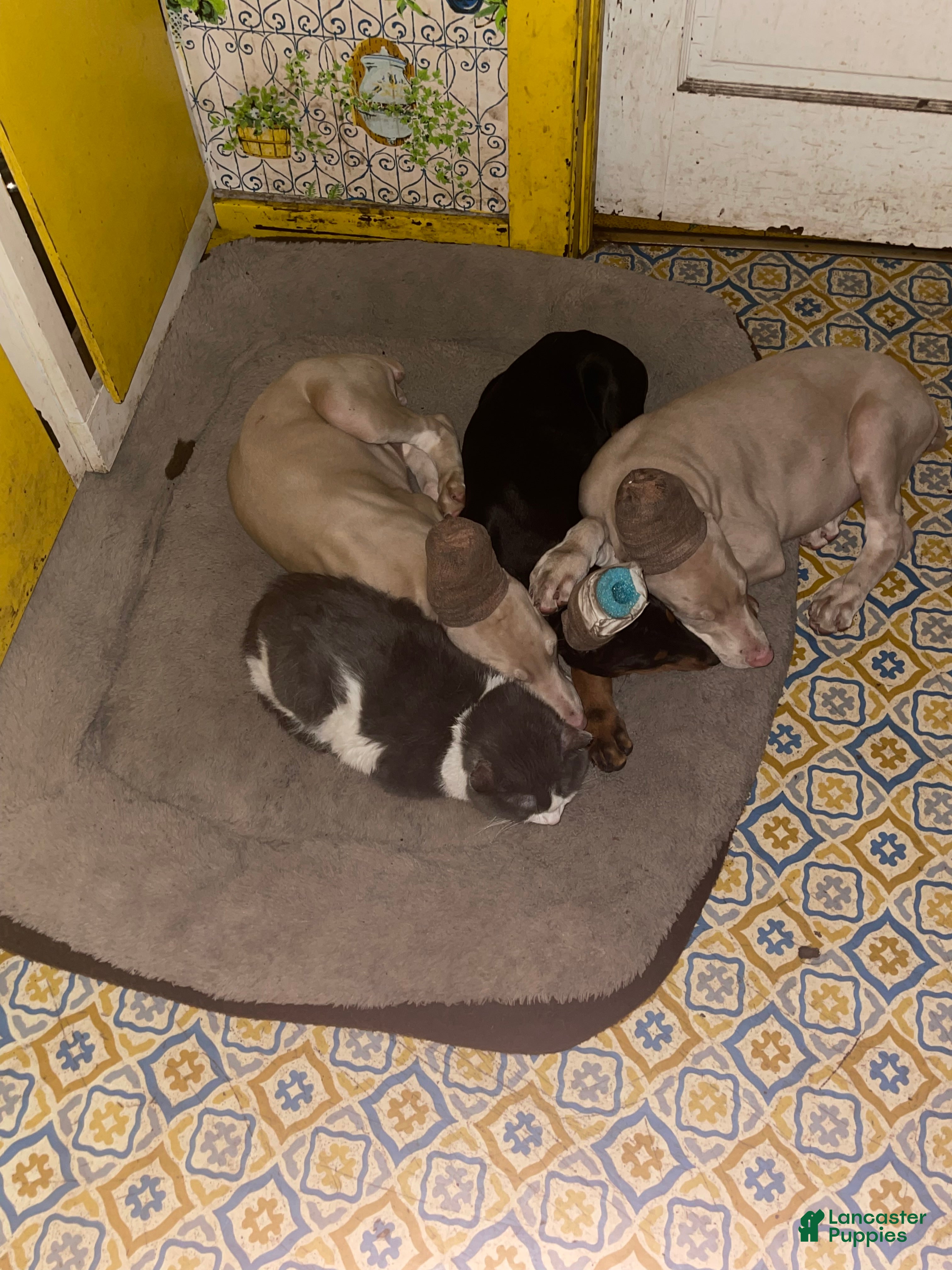 Doberman Pinscher dogs Doberman Pinscher Puppy 5 - Ad 2